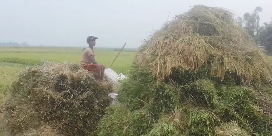 হবিগঞ্জে হাওড়ে ৩৭ শতাংশ ধান কাটা হয়েছে