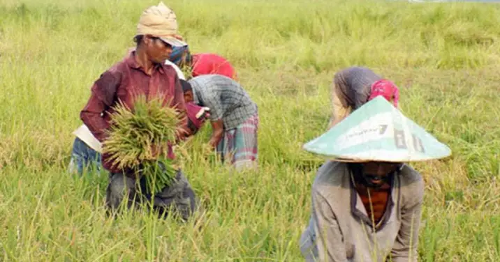 গাইবান্ধা থেকে নওগাঁর আত্রাইয়ে এলো ৭১ জন ধান কাটা শ্রমিক