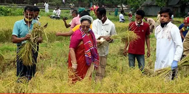 জামালপুরের ইসলামপুরে ধান কেটে দিলেন নারী এমপি হোসনে আরা