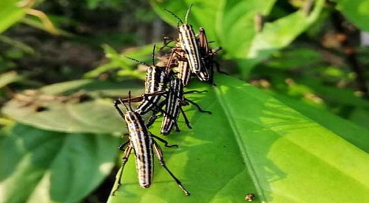 করোনা ভাইরাস প্রাদুর্ভাবের মধ্যেই ভারতে তীব্র দাবদাহ, পঙ্গপাল করোনা ভাইরাস প্রাদুর্ভাবের মধ্যেই ভারতে তীব্র দাবদাহ, পঙ্গপাল