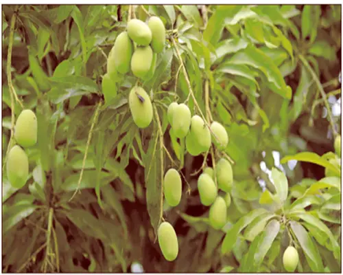 রাজশাহীর গাছে গাছে অযত্নে বাড়ছে আম রাজশাহীর গাছে গাছে অযত্নে বাড়ছে আম