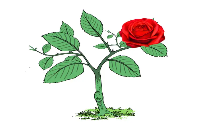 দুখী গোলাপ দুখী গোলাপ