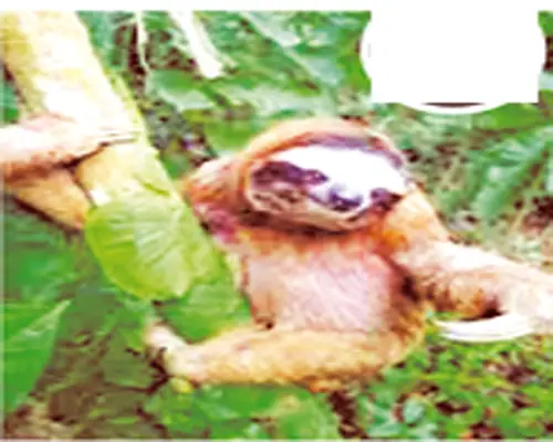 আমাজনে হাসপাতাল আমাজনে হাসপাতাল