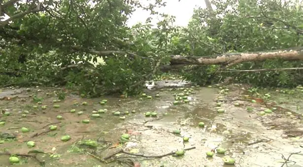 আমফানে রাজশাহীর ২৫ শতাংশ আম নষ্ট আমফানে রাজশাহীর ২৫ শতাংশ আম নষ্ট