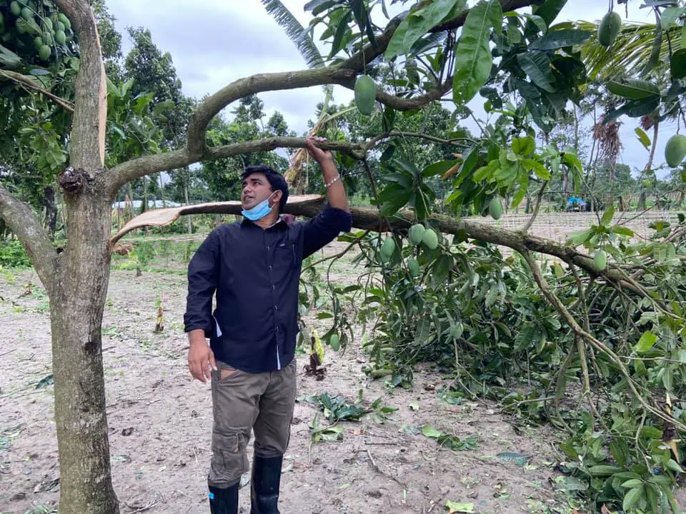আম্পানের প্রভাবে চুয়াডাঙ্গায় ফসলসহ ব্যাপক ক্ষতি আম্পানের প্রভাবে চুয়াডাঙ্গায় ফসলসহ ব্যাপক ক্ষতি