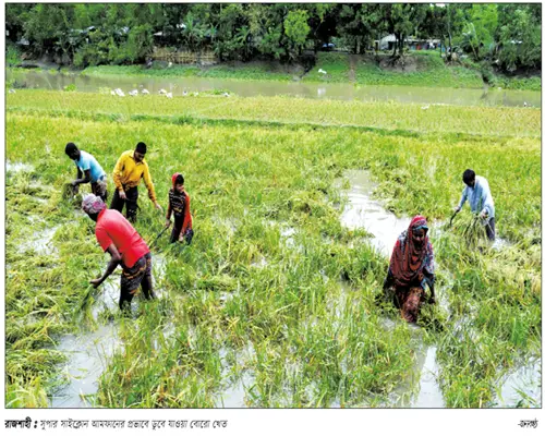 আমফানে ফসলের ব্যাপক ক্ষতি