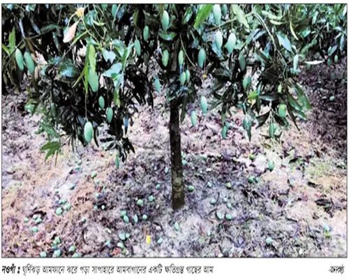 আমফানে রাজশাহীর আম চাষীদের মাথায় হাত আমফানে রাজশাহীর আম চাষীদের মাথায় হাত
