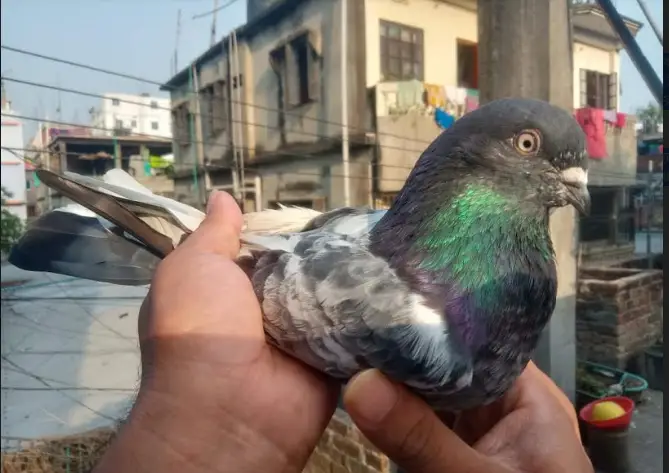 লালবাগে কবুতর চোর চক্রের মূল হোতার সন্ধান লালবাগে কবুতর চোর চক্রের মূল হোতার সন্ধান