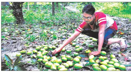 রাজশাহীতে ১২০ কোটি টাকার আম ঝরে গেছে রাজশাহীতে ১২০ কোটি টাকার আম ঝরে গেছে