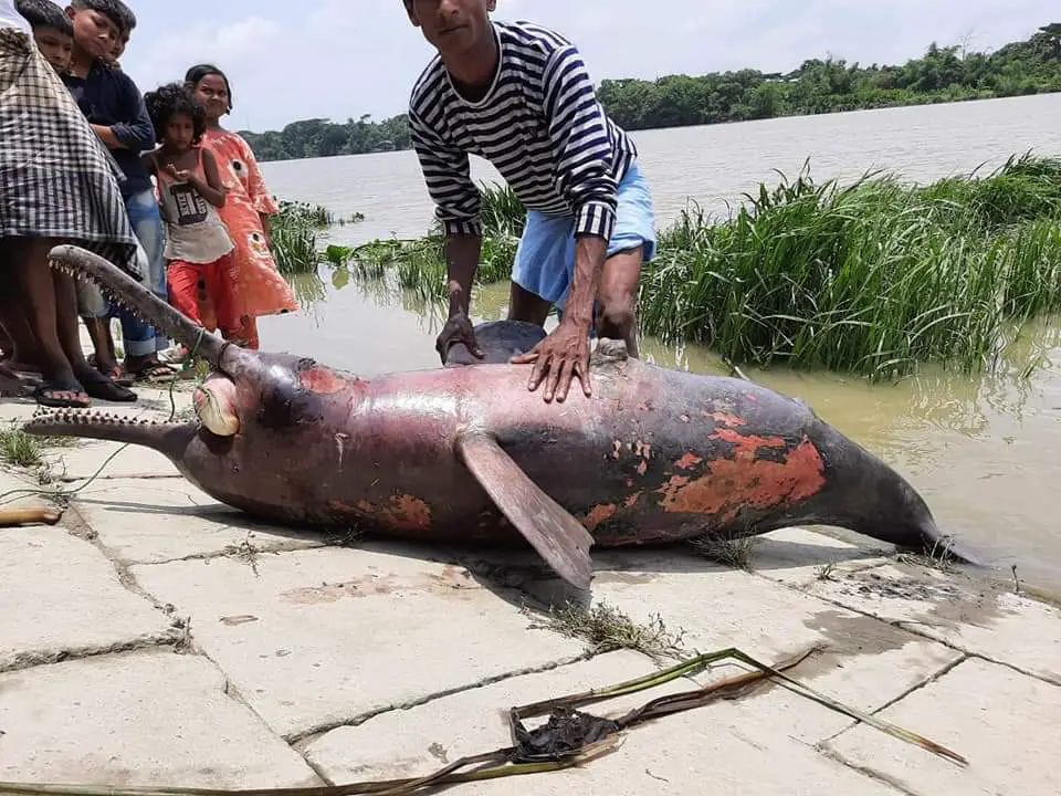 হালদায় আবারও ডলফিন হত্যা হালদায় আবারও ডলফিন হত্যা