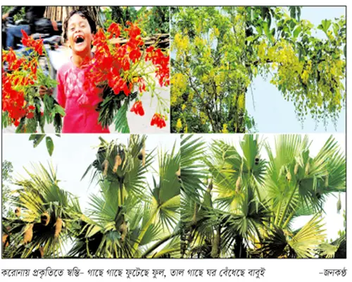 করোনায় প্রকৃতি সেজেছে অপরূপ সাজে করোনায় প্রকৃতি সেজেছে অপরূপ সাজে