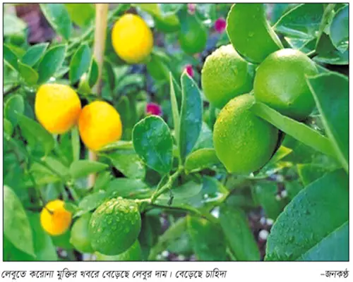 ভিটামিন সির কারখানা করোনায় উপকারী, বেড়েছে চাহিদা ভিটামিন সির কারখানা করোনায় উপকারী, বেড়েছে চাহিদা