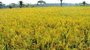আবাদি জমি পতিত রাখা যাবে না, উদ্যোগ নিচ্ছে মন্ত্রণালয় আবাদি জমি পতিত রাখা যাবে না, উদ্যোগ নিচ্ছে মন্ত্রণালয়