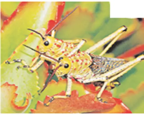 তামিলনাড়ুতেও আতঙ্ক তামিলনাড়ুতেও আতঙ্ক