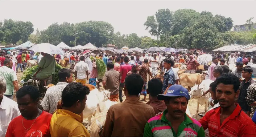 ঠাকুরগাঁওয়ে সরকারী নির্দেশনা না মেনে বসছে গবাদি পশুর হাট