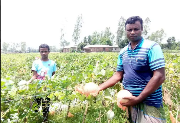 সৌদি আরবের ‘সাম্মাম’ ফল এখন নওগাঁর আত্রাইয়ে