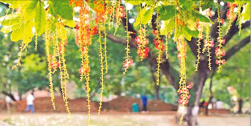 প্রকৃতিতে এখন বর্ষাকাল প্রকৃতিতে এখন বর্ষাকাল