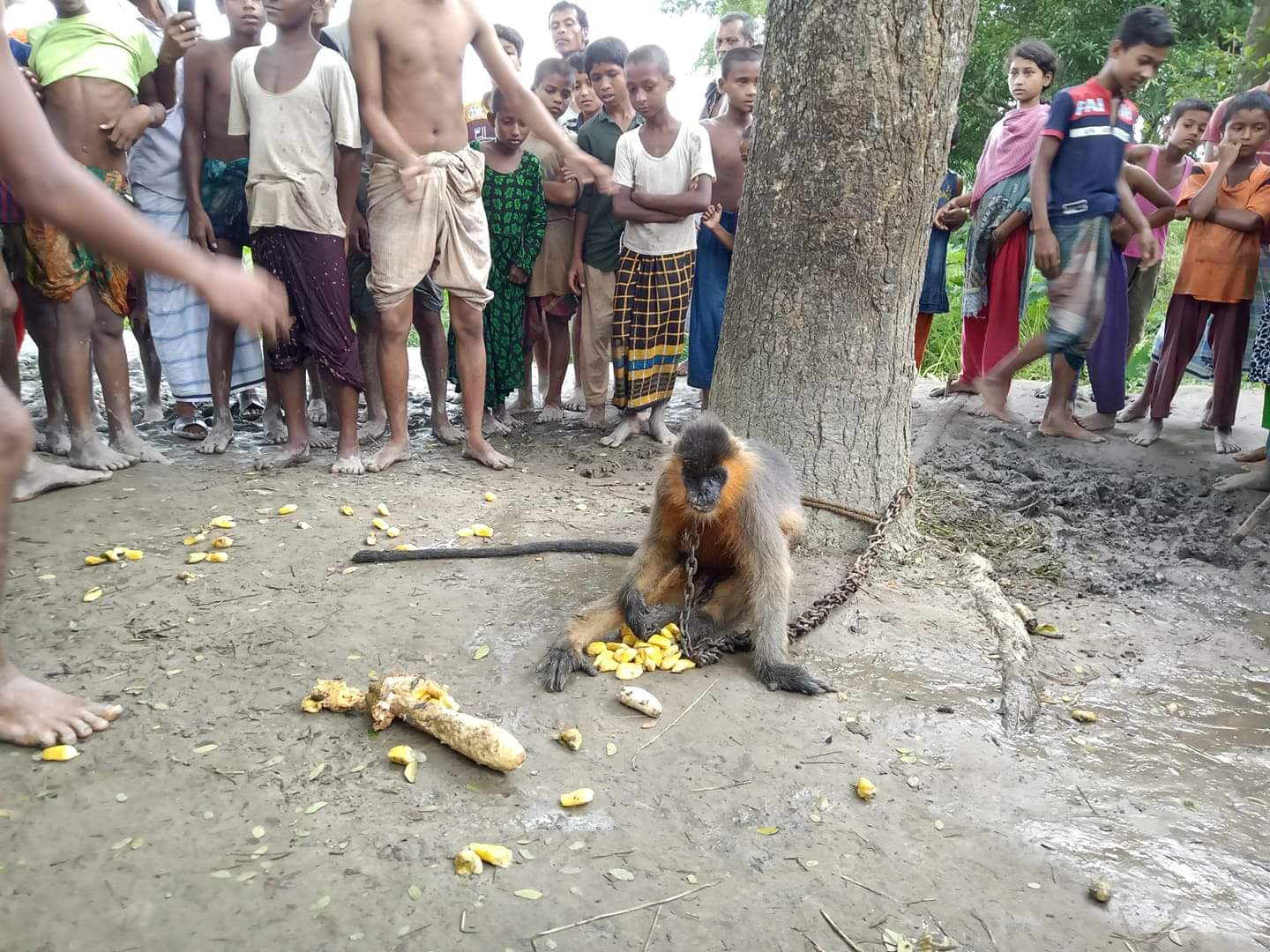 নান্দাইলের গ্রাম থেকে বিরল প্রজাতির হনুমান উদ্ধার