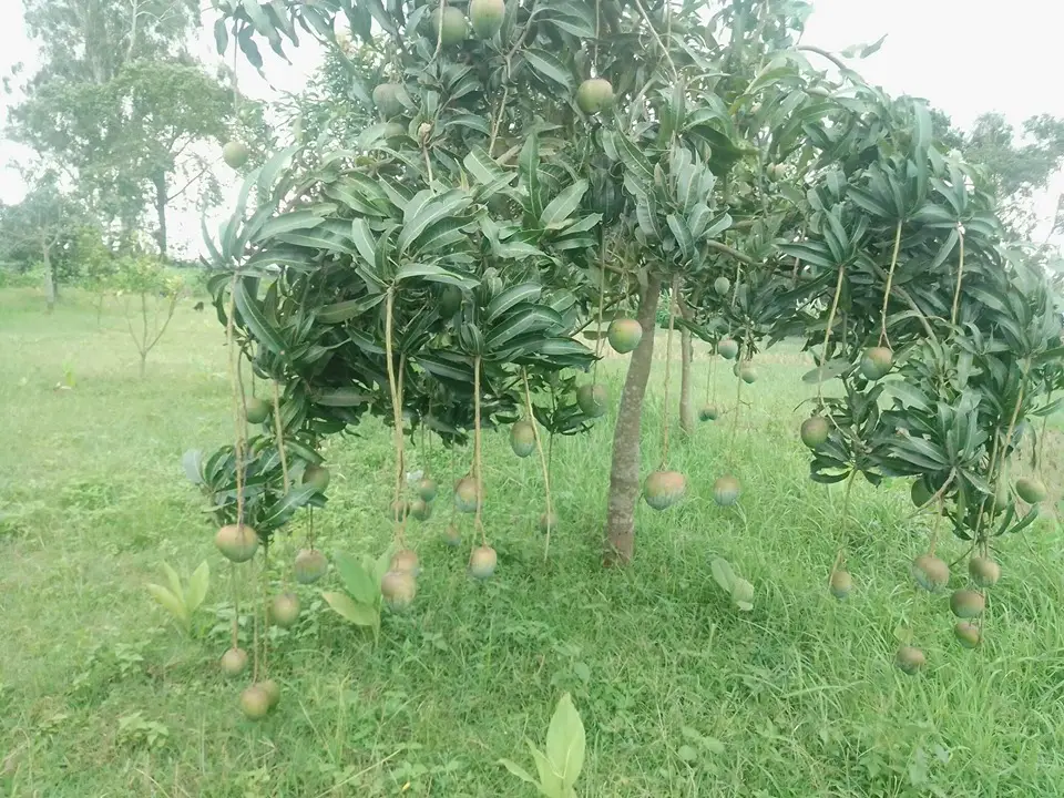 নওগাঁয় আমের বাম্পার ফলন নওগাঁয় আমের বাম্পার ফলন