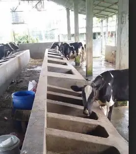 শ্রীপুরে এক খামারের ২০ লাখ টাকার গরু লুট শ্রীপুরে এক খামারের ২০ লাখ টাকার গরু লুট