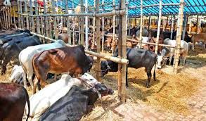 কোরবানির পশুর হাট নিয়ে বিশেষ বিধিমালা হচ্ছে কোরবানির পশুর হাট নিয়ে বিশেষ বিধিমালা হচ্ছে