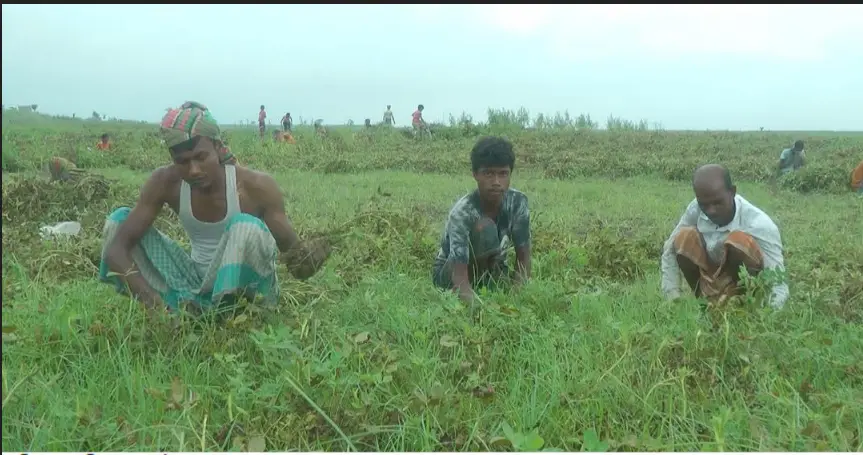 দৌলতপুরে চরাঞ্চলে বাদামের বাম্পার ফলন