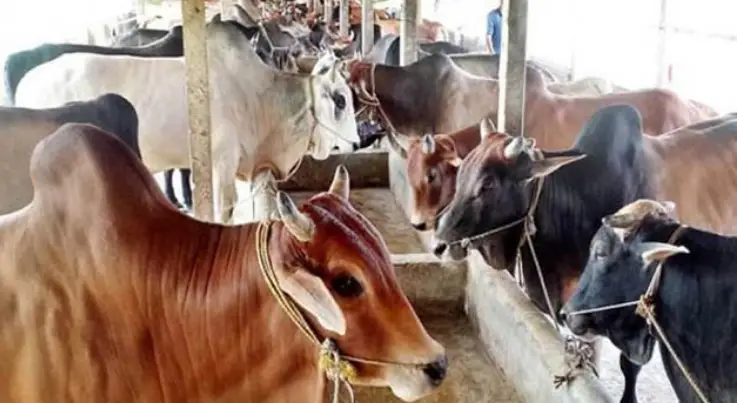 কোরবানীর পশু নিয়ে শঙ্কায় রাজশাহীর খামারীরা কোরবানীর পশু নিয়ে শঙ্কায় রাজশাহীর খামারীরা