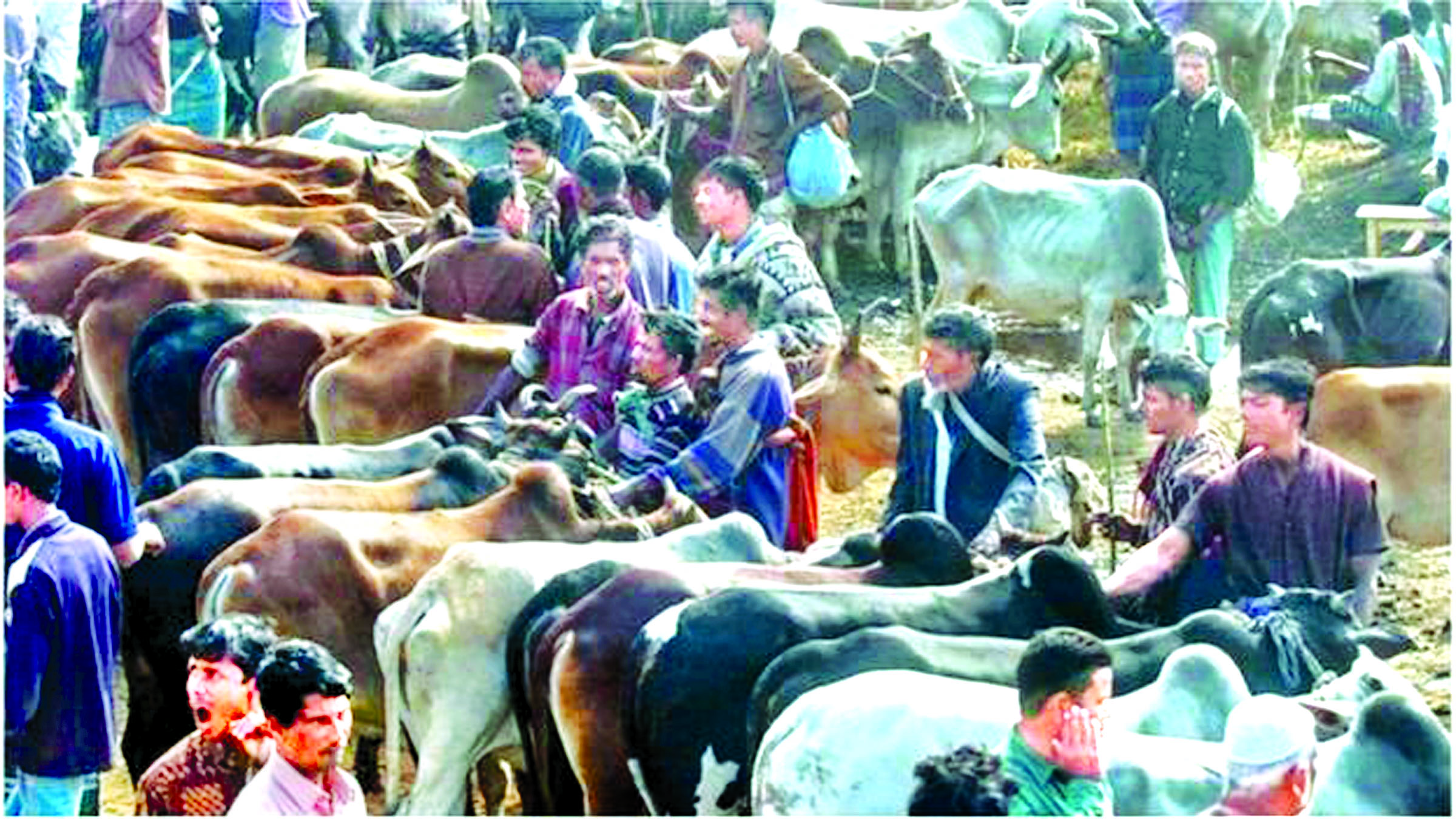 ঢাকায় কোরবানির পশুর হাট বসানো হবে আত্মঘাতী ঢাকায় কোরবানির পশুর হাট বসানো হবে আত্মঘাতী