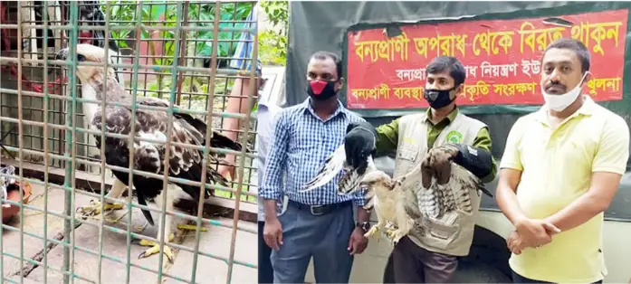 বিরল প্রজাতির পাখির বাচ্চা উদ্ধার বিরল প্রজাতির পাখির বাচ্চা উদ্ধার