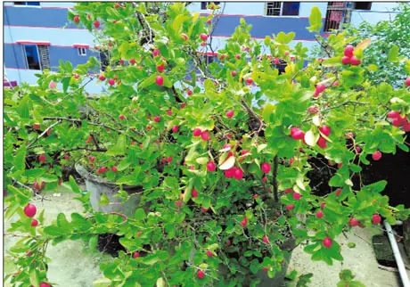 ঔষধি গুণসম্পন্ন, স্বাদে টক কষ্টা- এ্যান্টিবডি সৃষ্টি করে ঔষধি গুণসম্পন্ন, স্বাদে টক কষ্টা- এ্যান্টিবডি সৃষ্টি করে