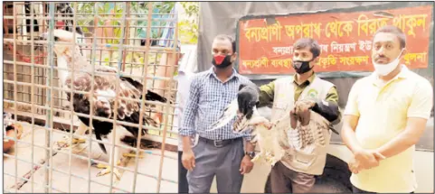 আগৈলঝাড়ায় বিরল প্রজাতির পাখির বাচ্চা উদ্ধার আগৈলঝাড়ায় বিরল প্রজাতির পাখির বাচ্চা উদ্ধার