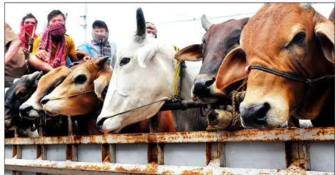 কোরবানির পশু নিয়ে শঙ্কায় রাজশাহীর খামারিরা কোরবানির পশু নিয়ে শঙ্কায় রাজশাহীর খামারিরা