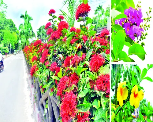 বর্ষার ফুলে নতুন সাজে রাজশাহী বর্ষার ফুলে নতুন সাজে রাজশাহী