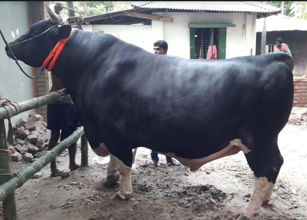 বাংলার বস আর বাংলার সম্রাট নিয়ে কোরবানির পশুহাট জমে উঠেছে