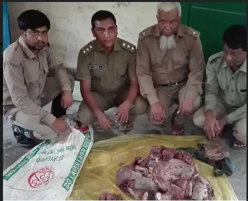 সুন্দরবন থেকে হরিণের মাংস উদ্ধার সুন্দরবন থেকে হরিণের মাংস উদ্ধার
