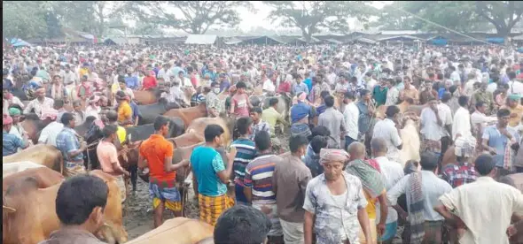 মান্দার চৌবাড়িয়া পশুর হাটে মানা হচ্ছে না স্বাস্থ্যবিধি