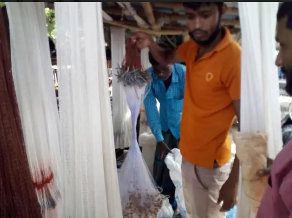 ধামইরহাটে কারেন্ট জাল দিয়ে মাছ নিধন চলছে ধামইরহাটে কারেন্ট জাল দিয়ে মাছ নিধন চলছে