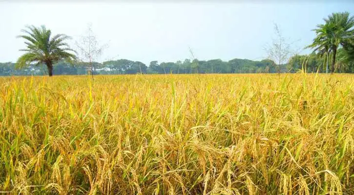 এ বছর লক্ষ্যমাত্রার চেয়েও বেশি আউশ আবাদ হয়েছে