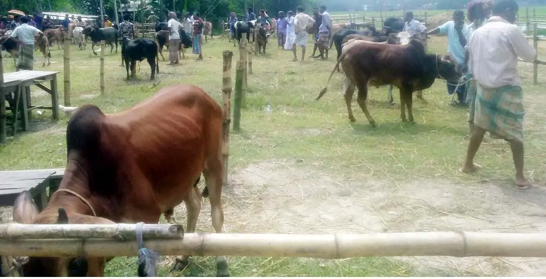 গাইবান্ধার দারিয়াপুরে পশুর হাটে স্বাস্থ্যবিধি মানা হচ্ছে না