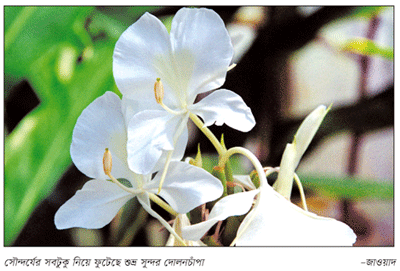 দোলনচাঁপার ঘ্রাণে ফিরবে প্রেম, স্নিগ্ধ হবে চারপাশ দোলনচাঁপার ঘ্রাণে ফিরবে প্রেম, স্নিগ্ধ হবে চারপাশ