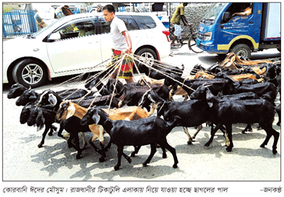 সিটি কর্পোরেশন গরু জবাইয়ের দায়িত্বে