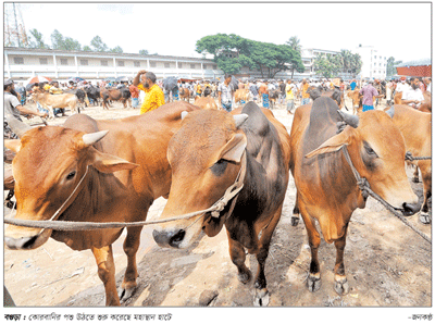 বগুড়ার খামারিরা বিপাকে বগুড়ার খামারিরা বিপাকে