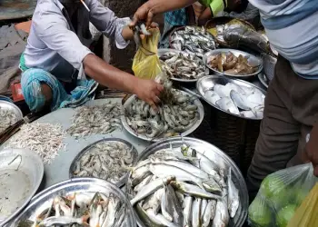 রূপালী ইলিশে ভর করে কমছে দেশী মাছের দাম রূপালী ইলিশে ভর করে কমছে দেশী মাছের দাম