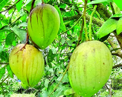 স্বাদে-গন্ধে অতুলনীয় আঁশবিহীন, একেক স্তরে ভিন্ন স্বাদ