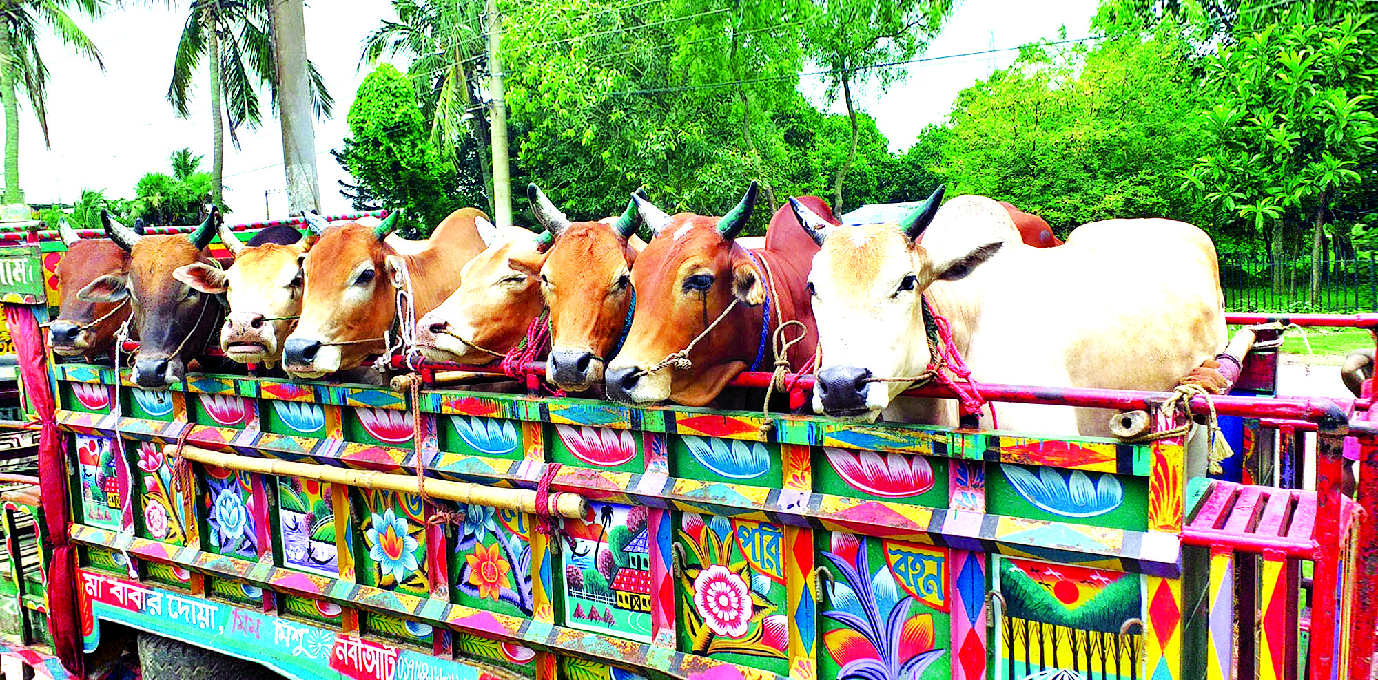 ১ কোটি ১৯ লাখ পশু ॥ কোরবানির জন্য প্রস্তুত