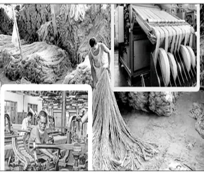 বাংলাদেশের পাট ও পাট শিল্পে সোনালি দিনের হাতছানি বাংলাদেশের পাট ও পাট শিল্পে সোনালি দিনের হাতছানি