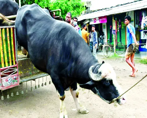 রাজধানীতে ৮ অস্থায়ী পশুর হাটের চূড়ান্ত ইজারা সম্পন্ন