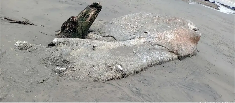 কুয়াকাটা সৈকতের বেলাভূমে মৃত পচা অর্ধগলিত তিমি কুয়াকাটা সৈকতের বেলাভূমে মৃত পচা অর্ধগলিত তিমি