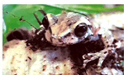 শূন্য তাপমাত্রায় ব্যাঙ শূন্য তাপমাত্রায় ব্যাঙ