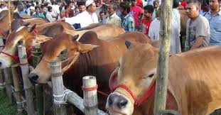 ডিজিটাল হাটে পশু ক্রয় ও কোরবানির নতুন পদ্ধতি ডিএনসিসির ডিজিটাল হাটে পশু ক্রয় ও কোরবানির নতুন পদ্ধতি ডিএনসিসির